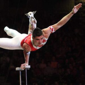 Acrobatic Dog Act (LV1)-image